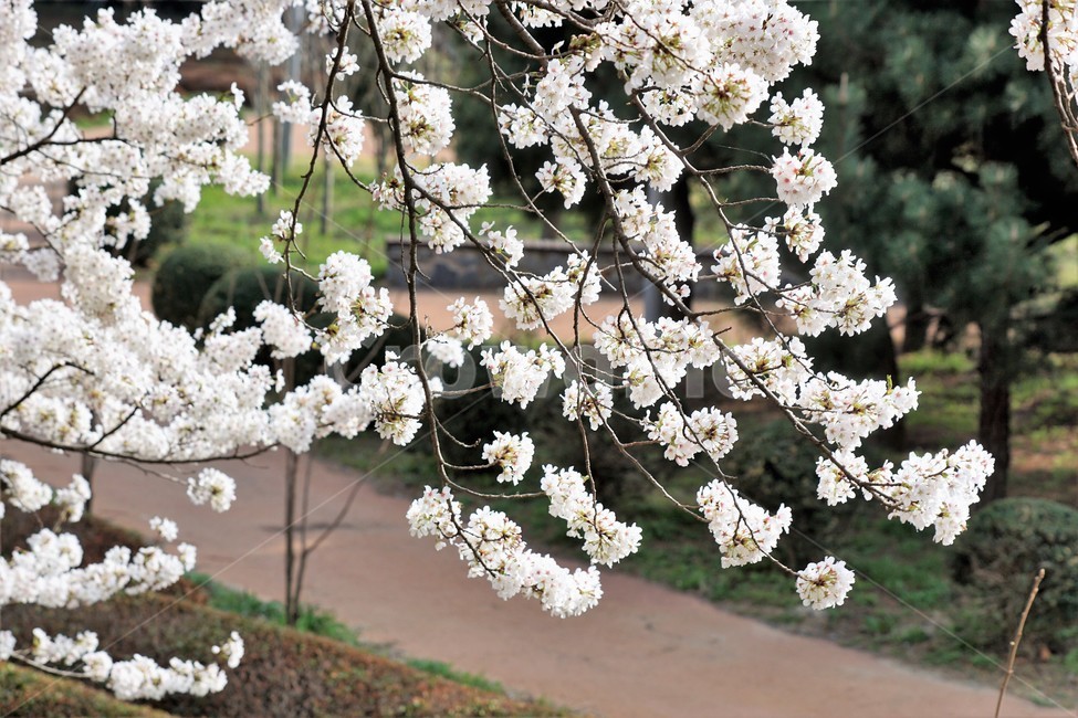 꽃,벚꽃,벚나무,봄,나무,자연,식물,초록색,nature,trees,spring,계절,흰색,flower,감성사진,sakura,season,green,봄,계절,spring,season,식물,자연,plants,nature,꽃,flower,plant,blossom,cherry blossom