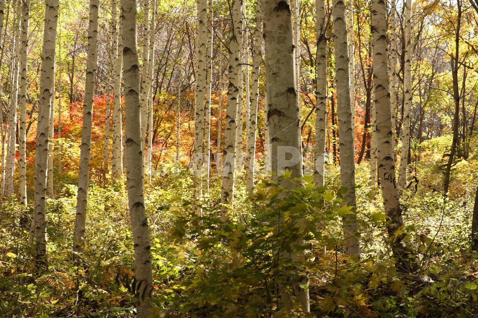산,나무,경치,자연,빛,단풍,가을,계절,fall,autumn,season,자연,풍경,nature,landscape,식물,plants,tree,plant