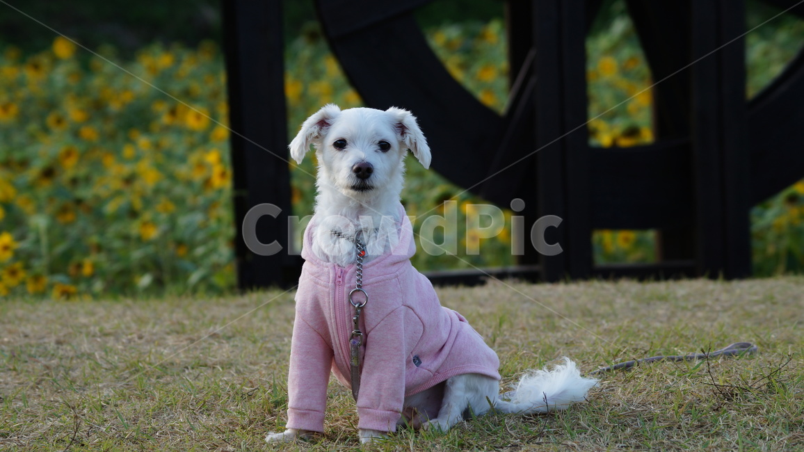 강아지,애견,반려견,애완견,dog,동물,animal,포유류,mammal,개,강아지,dog,doggy