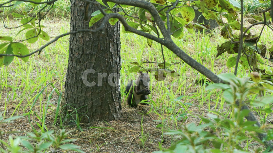 청설모,다람쥐,동물,귀여운동물,도토리,식물,plant,나무,tree