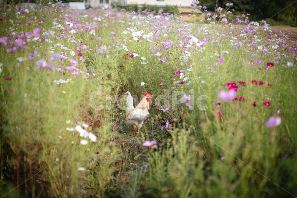 fowl,chicken,치킨,animal,동물,bird,새,poultry,가금류,꽃,flower,코스모스,cosmos