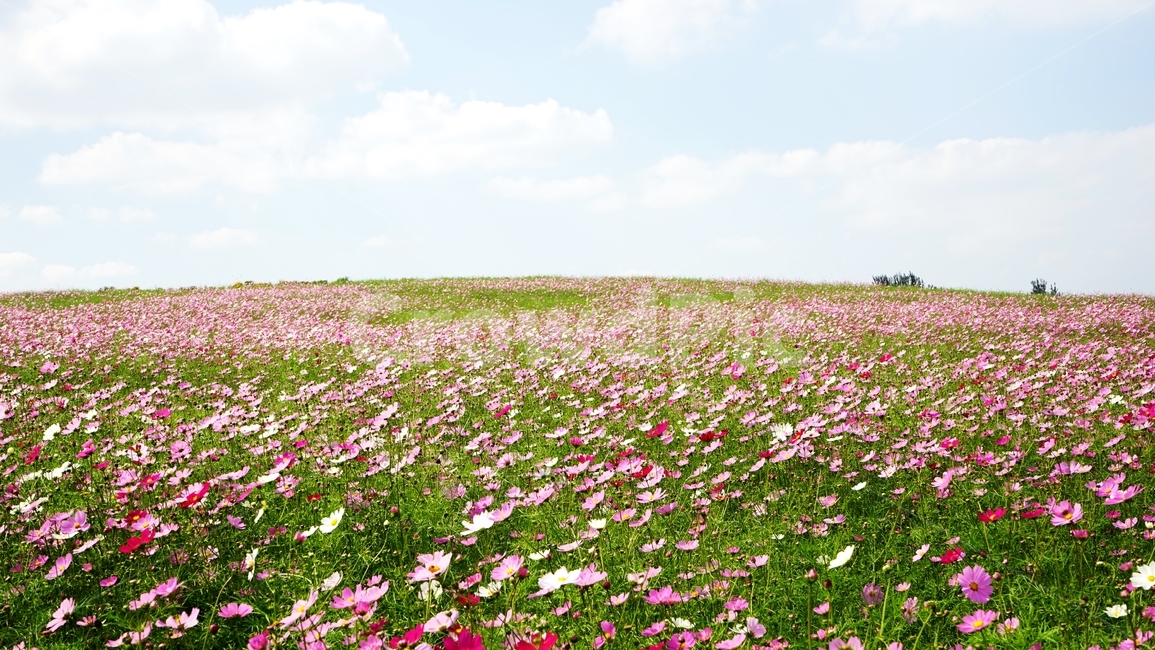 코스모스,야생화,가을,하늘,가을하늘,가을,계절,fall,autumn,season,자연,풍경,nature,landscape,grassland,목초지,field,들,outdoors,옥외,farm,농장,rural,농촌,meadow