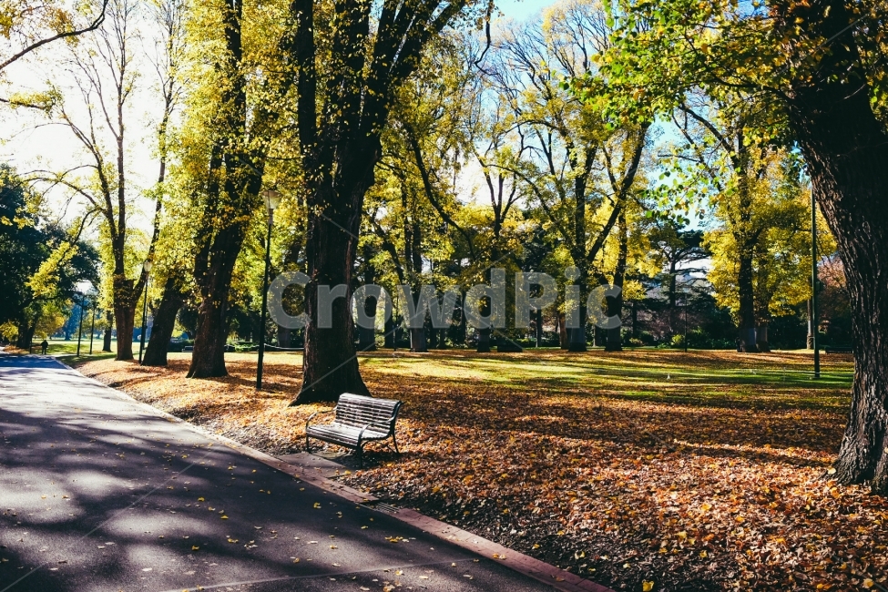 가든,가을,공원,자연,여유,잔디,가을,계절,fall,autumn,season,휴식,힐링,rest,relaxation,healing,tree,나무,plant,식물,bench,벤치,furniture,가구,tree trunk,나무 줄기