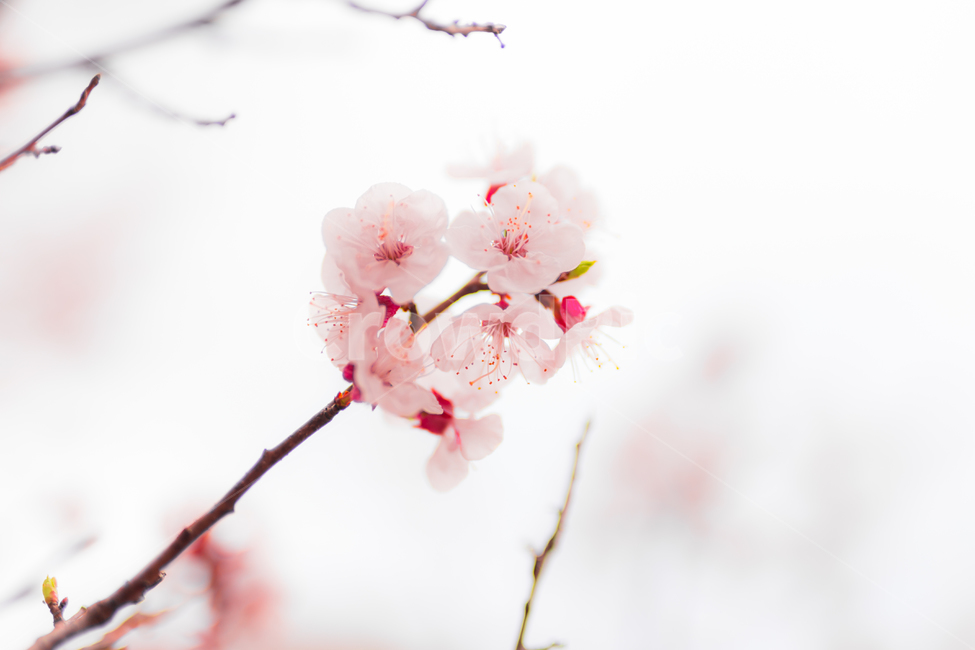 꽃,벚꽃,봄,분홍,사쿠라,봄,계절,spring,season,식물,자연,plants,nature,꽃,flower,plant,blossom