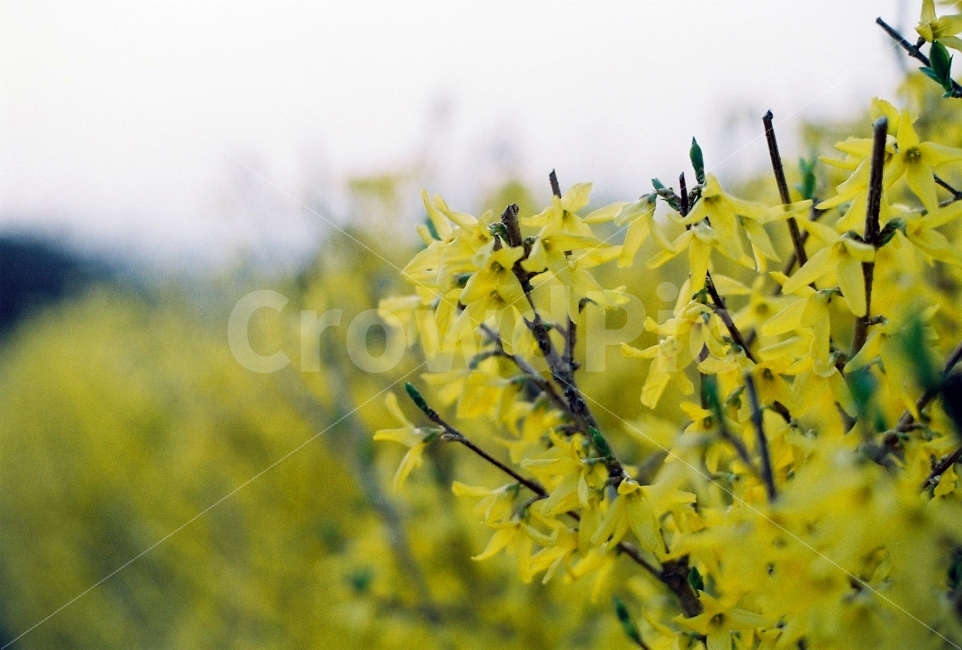 개나리,개나리꽃,봄꽃,꽃,봄,봄,계절,spring,season,식물,자연,plants,nature,꽃,flower,감성,sensible,feeling,plant