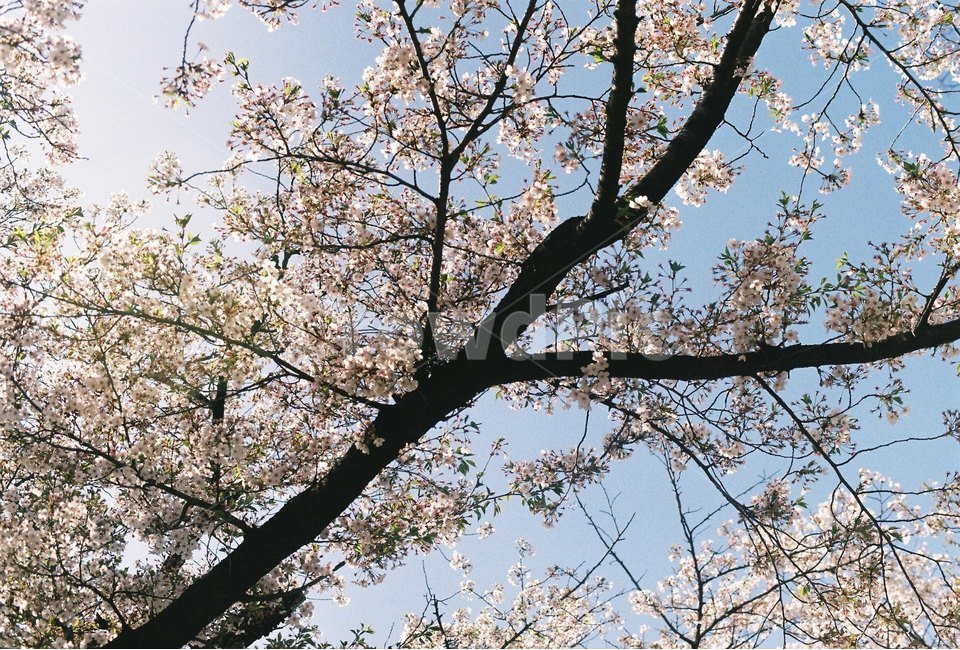 꽃,나무,감성,식물,자연,봄,봄,계절,spring,season,식물,자연,plants,nature,꽃,flower,plant,cherry blossom,벚꽃,blossom