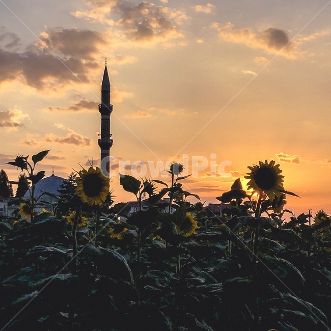 sunflower,해바라기,선셋,하늘,일몰,sunset,sunlight,sky,flower,꽃,풍경,자연,dome,둥근천장,building,건축물,architecture,뾰족한탑,steeple,탑,tower