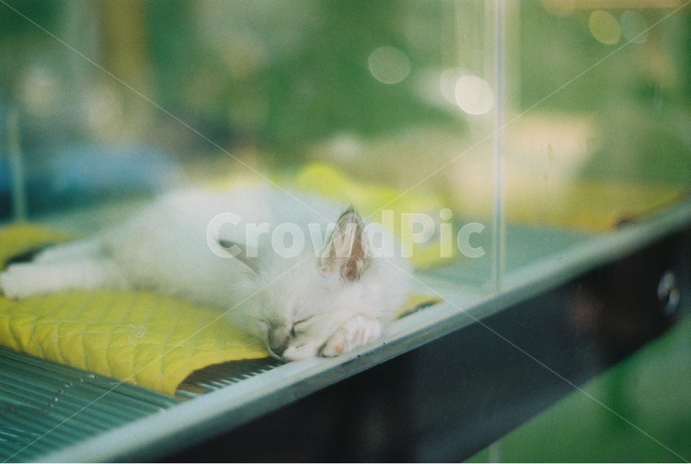 고양이,반려동물,필름,필름사진,감성,감성사진,동물,animal,포유류,mammal,고양이,cat,kitten,kitty,감성,sensible,feeling,휴식,힐링,rest,relaxation,healing