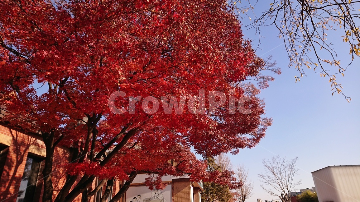 단풍,가을,tree,나무,plant,식물,maple,하늘,sky