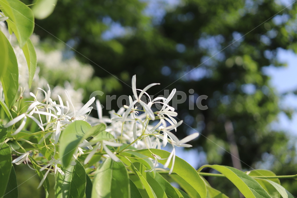 이팝나무,꽃,봄,햇살,식물,나무,감성,이팝,쌀,쌀나무,식물,자연,plants,nature,꽃,flower