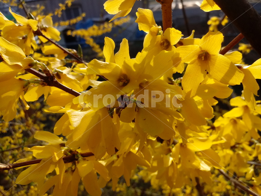 개나리,노란색꽃,식물,봄꽃,연교,황춘단,koreanforsythia,springseasonflower,식물,자연,plants,nature,꽃,flower