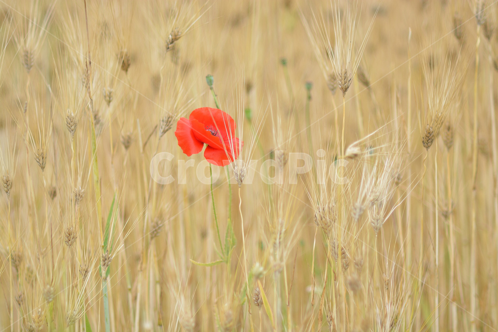 꽃,보리,양귀비,양귀비꽃,한송이,식물,자연,plants,nature,꽃,flower