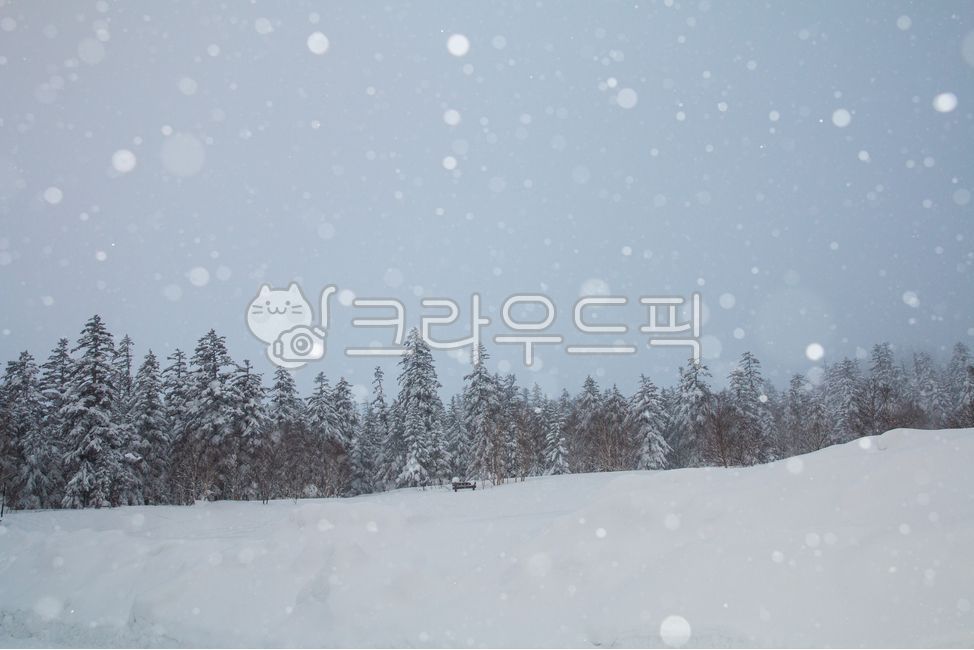 겨울,눈,눈내리는날,전나무,겨울나무,전나무숲,보케,언덕,winter,snow,snowyday,firtree,wintertree,firforest,boke,hill,겨울,계절,winter,season