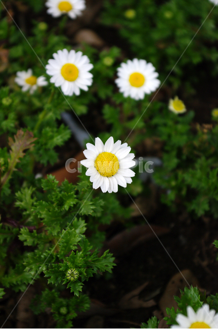 꽃,flower,식물,plant,노쓰풀,국화,식물,자연,plants,nature,꽃,flower