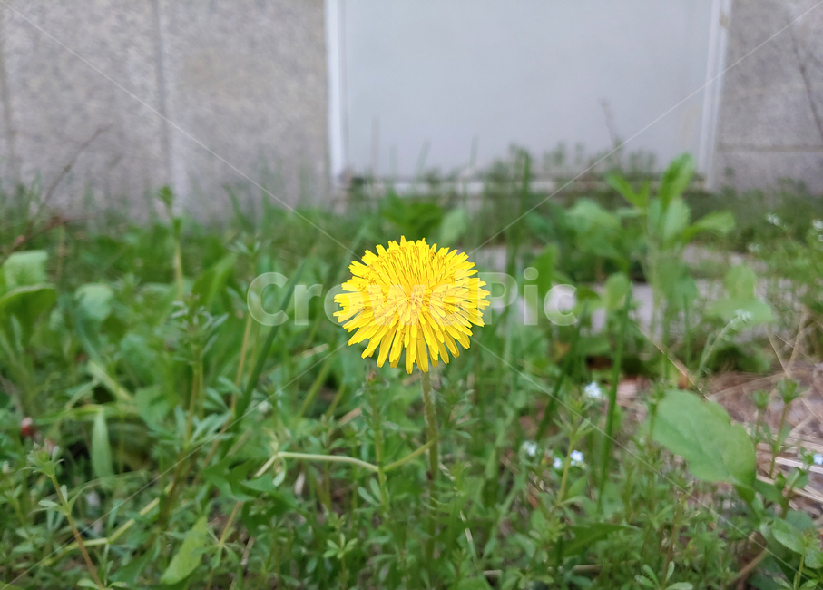 민들레,꽃,노란색,노랑,식물,생명,green,yellow,dandelion,plant,초록,뜰,풀,flower,creature,nature,자연,outdoors,옥외,귀여움,작은,싱그러움,상쾌함,봄