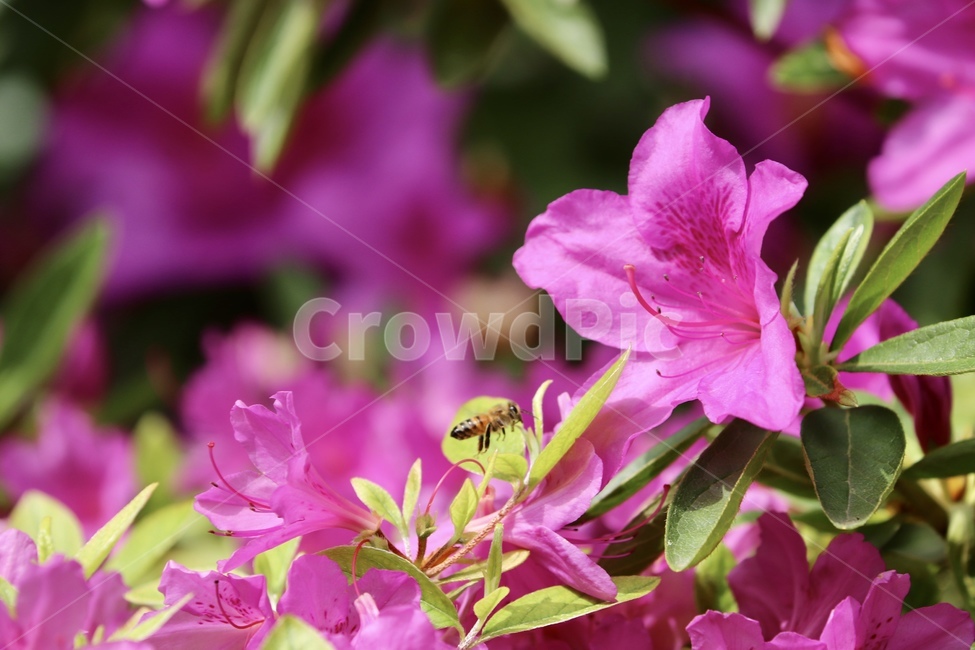 철쭉,보라색,봄,꽃,꿀벌,봄,계절,spring,season,식물,자연,plants,nature,꽃,flower,동물,animal,곤충,벌레,insect,bug,bee,벌,invertebrate,무척추 동물