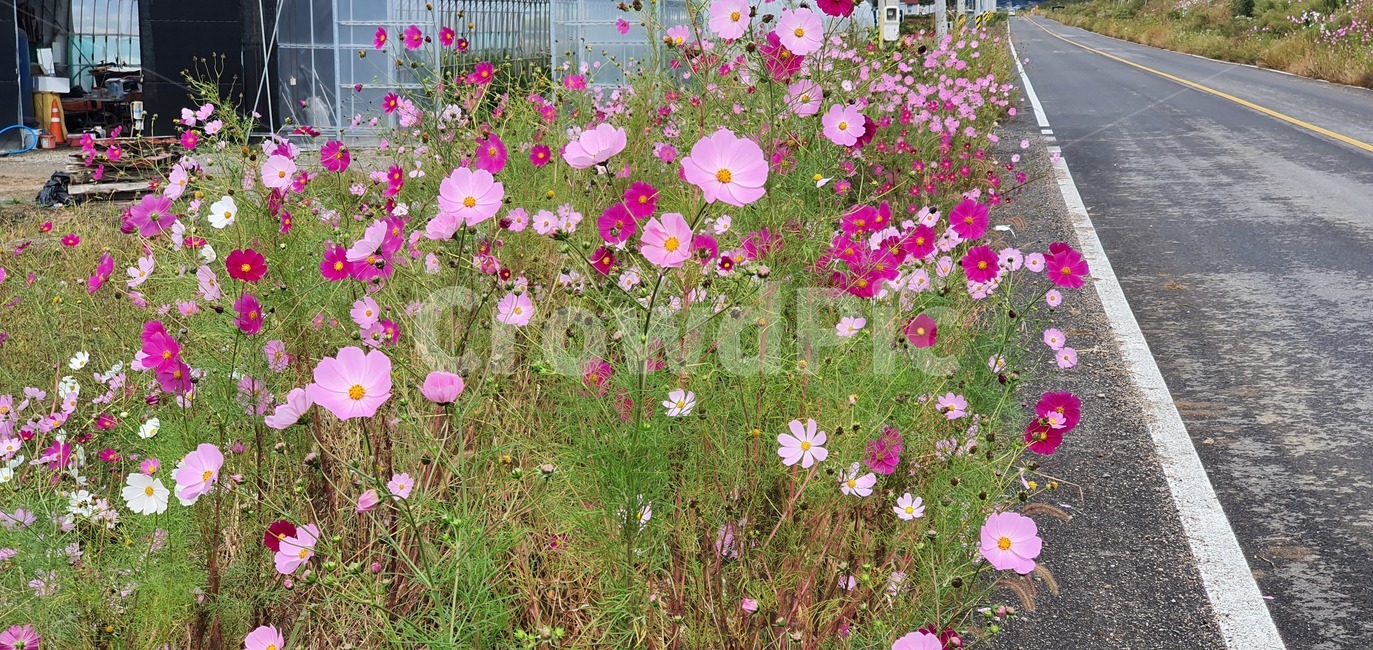 landscape,clear,nature,color,day,weather,beauty,fluffy,seasonal,light,season,beautiful,cloud,plant,식물,blossom,flower,꽃,식물,자연,plants,nature,꽃,flower