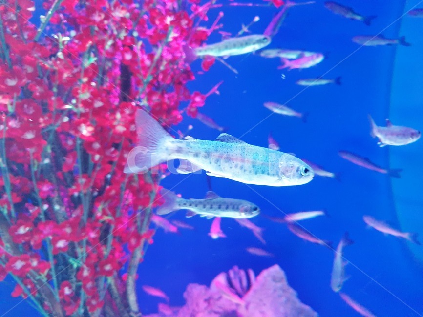 물고기,바닷속,아쿠아리움,신비,수족관,동물,animal,어류,물고기,fish