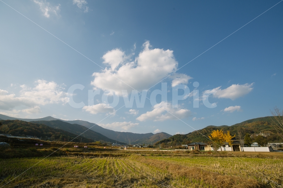가을,은행나무,노란색,감성,풍경,가을,계절,fall,autumn,season,자연,풍경,nature,landscape,한국자연풍경,한국자연경관,korea nature landscape,시골,마을,country,rural,town,outdoors,옥외,field,들,grassland,목초지