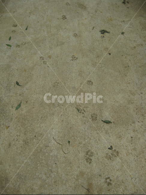 concrete,콘크리트,발자국,고양이,강아지,footprints