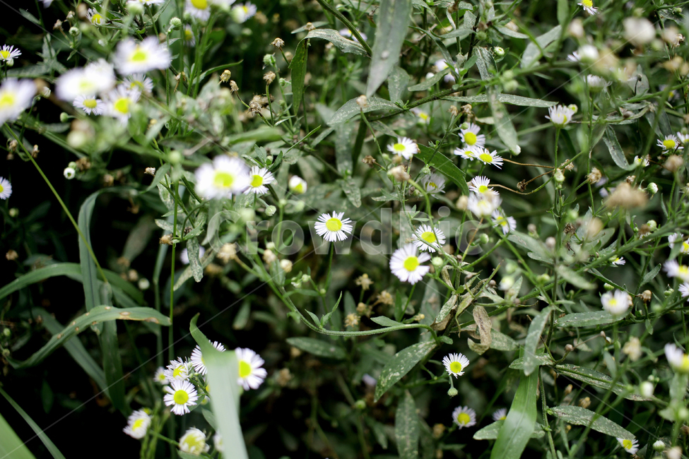 자연,풀,식물,여름,plant,weeds,summer,green,녹색