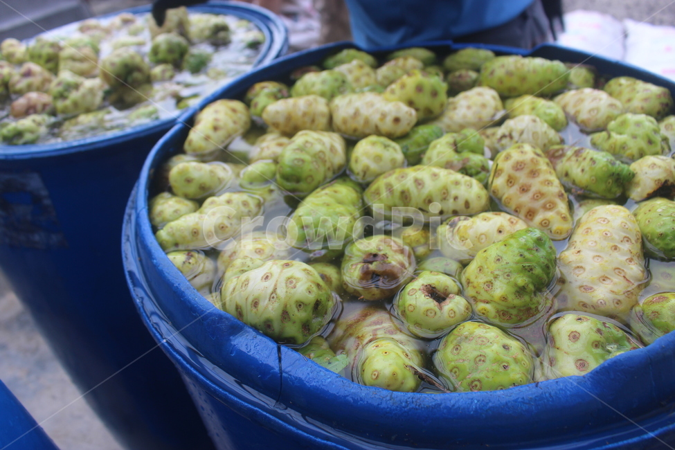 노니,열대과일,noni,자연,초록,신선함,과일,열매,fruit