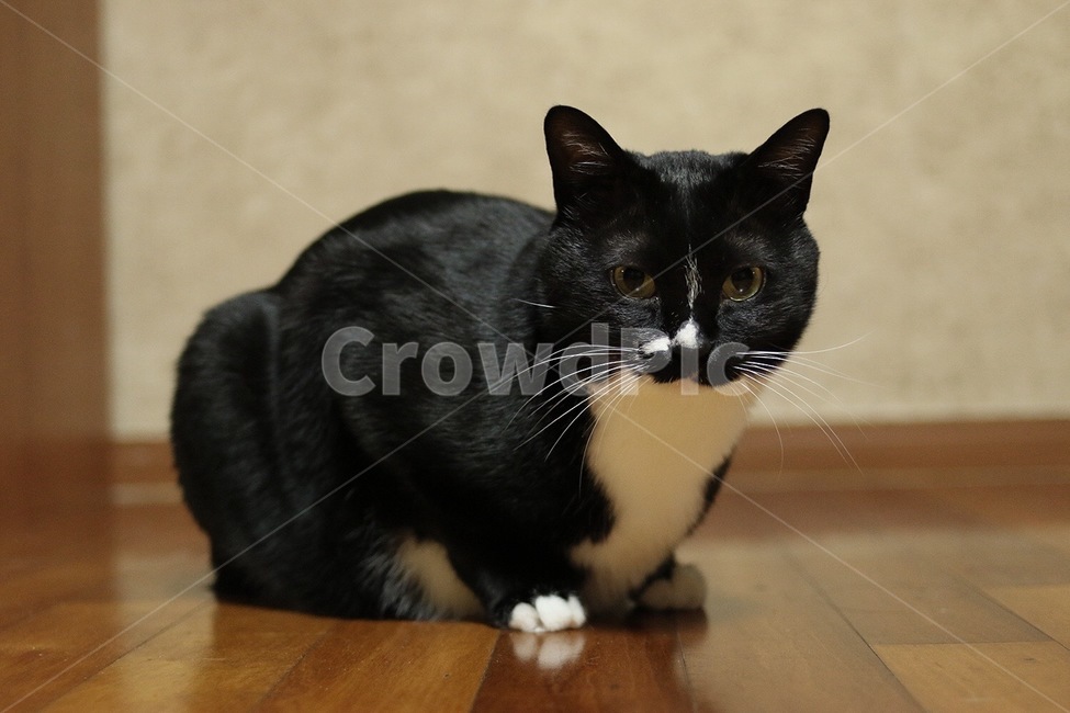 고양이,cat,검은고양이,턱시도고양이,집고양이,동물,애완동물,animal,mammal,포유류,턱시도,동물,animal,포유류,mammal,고양이,cat,kitten,kitty