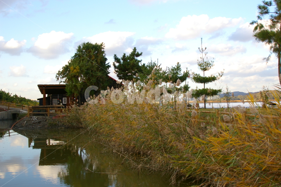 outdoors,옥외,nature,자연,water,물,풀,갈대,식물,자연,plants,nature