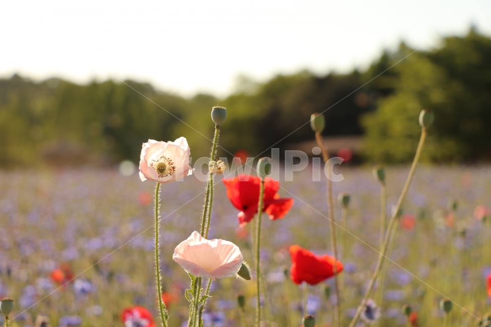 식물,꽃,수레국화,양귀비,축제,자연,감상,감정,감성,식물,자연,plants,nature,꽃,flower,감성,sensible,feeling