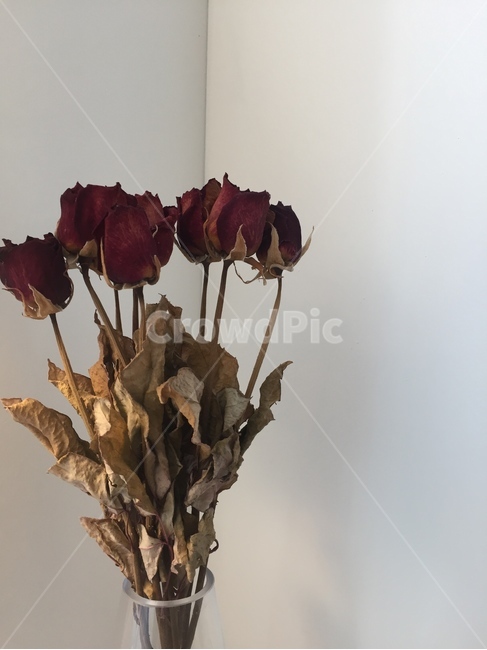 장미,꽃,말린장미,말린꽃,드라이플라워,인테리어,분위기,감성,flowers,roses,driedroses,driedflowers,dryflowers