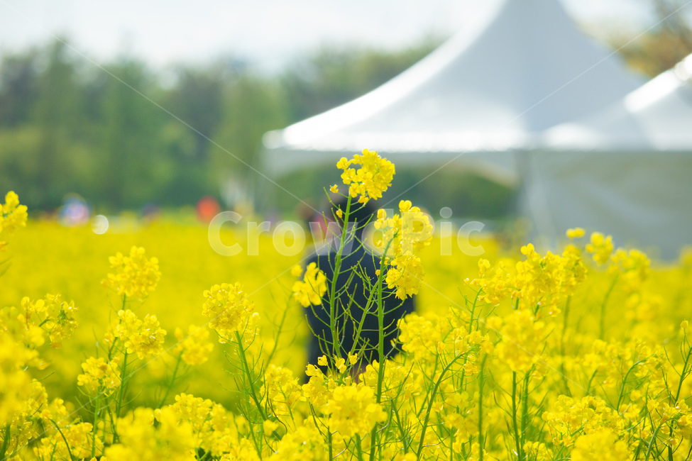 꽃,노란꽃,유채꽃,감성사진,풍경,봄,계절,spring,season,식물,자연,plants,nature,꽃,flower,field,들,grassland,목초지,outdoors,옥외