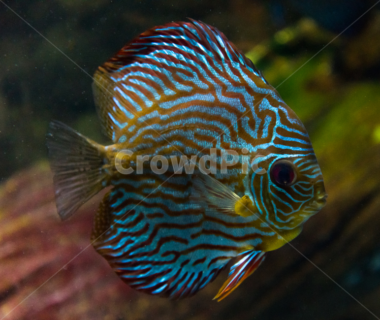 디스커스,담수어,수족관,아쿠아리움,물고기,동물,animal,어류,물고기,fish