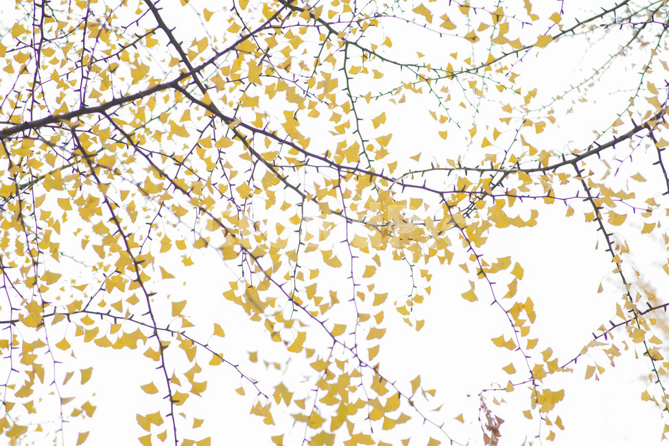 은행나무,가을,단풍,노랑,나무,가을단풍,감성,가을풍경,풍경,가을,계절,fall,autumn,season