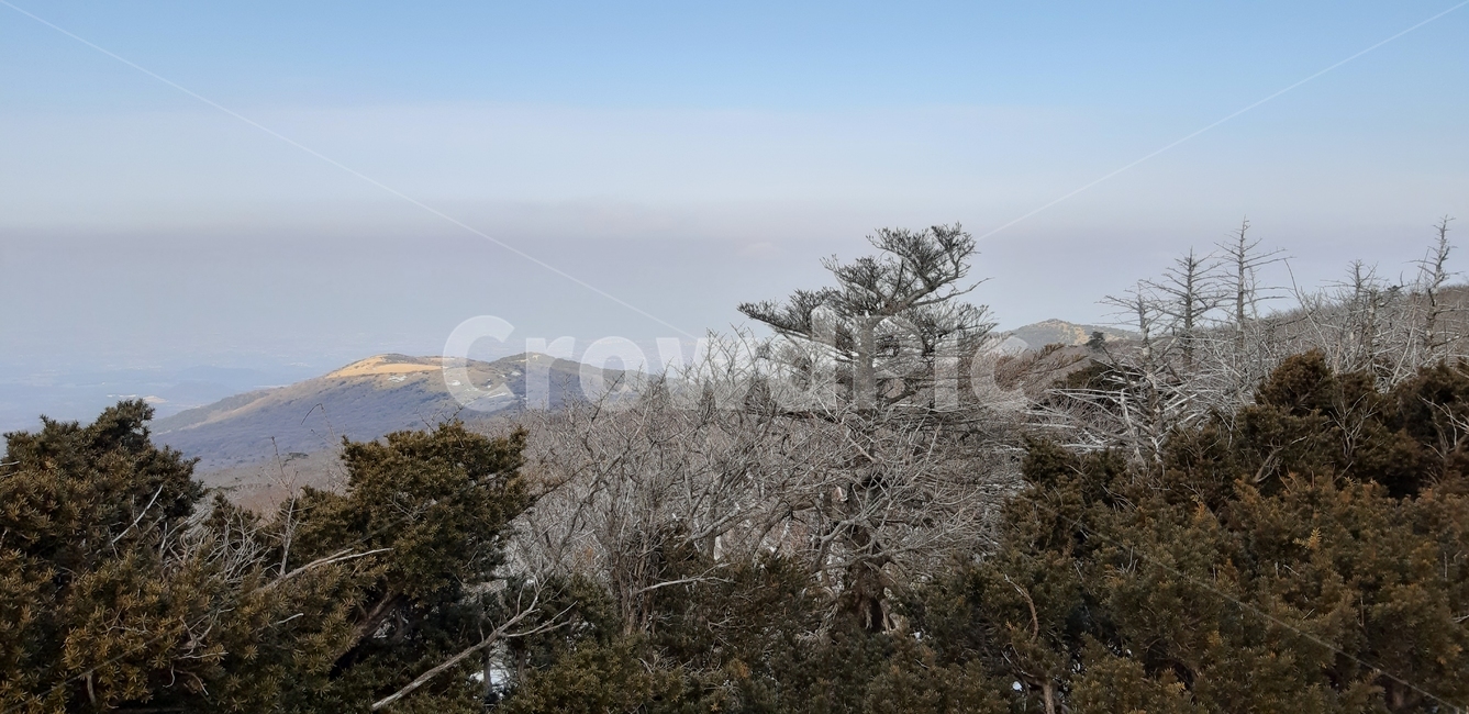 제주,한라산,영실코스,구상나무,고사목,오름,겨울,자연,풍경,nature,landscape,plant,식물,tree,나무,fir,전나무,outdoors,옥외