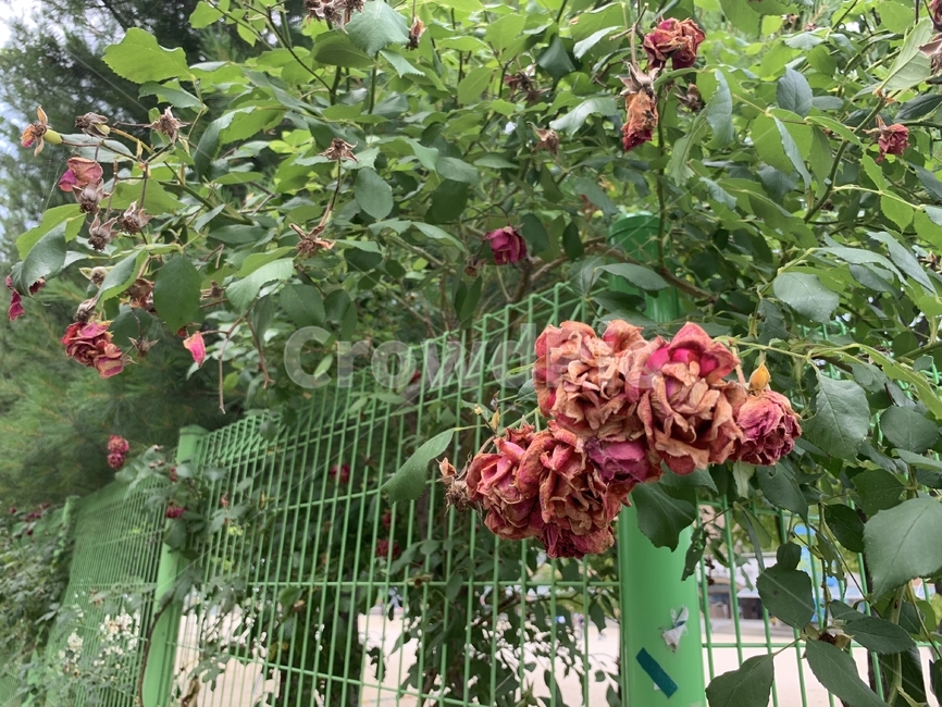 장미,꽃,자연,식물,공원,시든꽃,초록색,담벼락,flower,rose,nature,plant,park,green