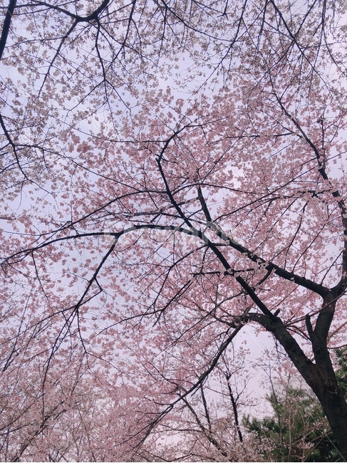 봄,꽃,벚꽃,자연,핑크색,따뜻함,힐링,봄,계절,spring,season,plant,식물,blossom,cherry blossom,flower