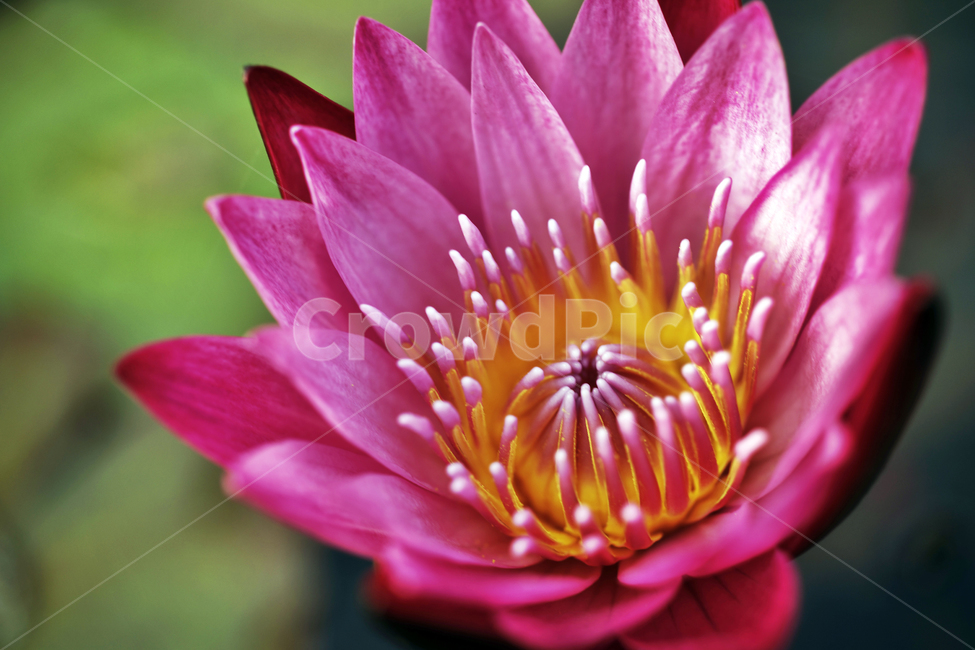 수련,연꽃,꽃,계절,분홍수련,연,수생식물,식물,자연,plants,nature,꽃,flower