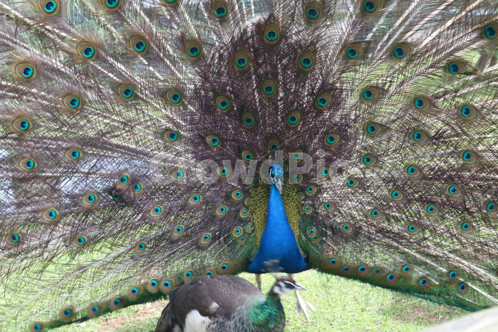 공작새,공작,peacock,새,bird,동물,animal,동물,animal,조류,새,birds