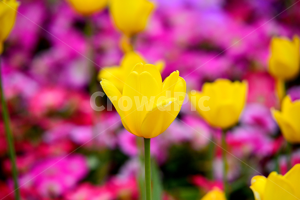 튤립,튜울립,백합과,꽃,튤립꽃,감성,색감,tulip