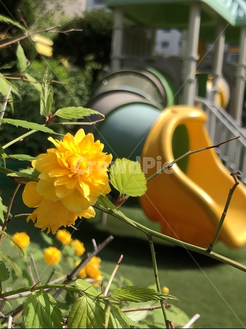 놀이터,유치원,미끄럼틀,꽃,노란꽃,풀,자연,식물,식물,자연,plants,nature,꽃,flower