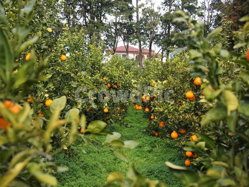 한라봉,농장,한라봉농장,jejuorange,hallabong,farm,한라봉나무,나무,제주도