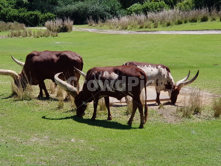 소,소뿔,뿔소,황소,bulls,cow,동물,animal,포유류,mammal