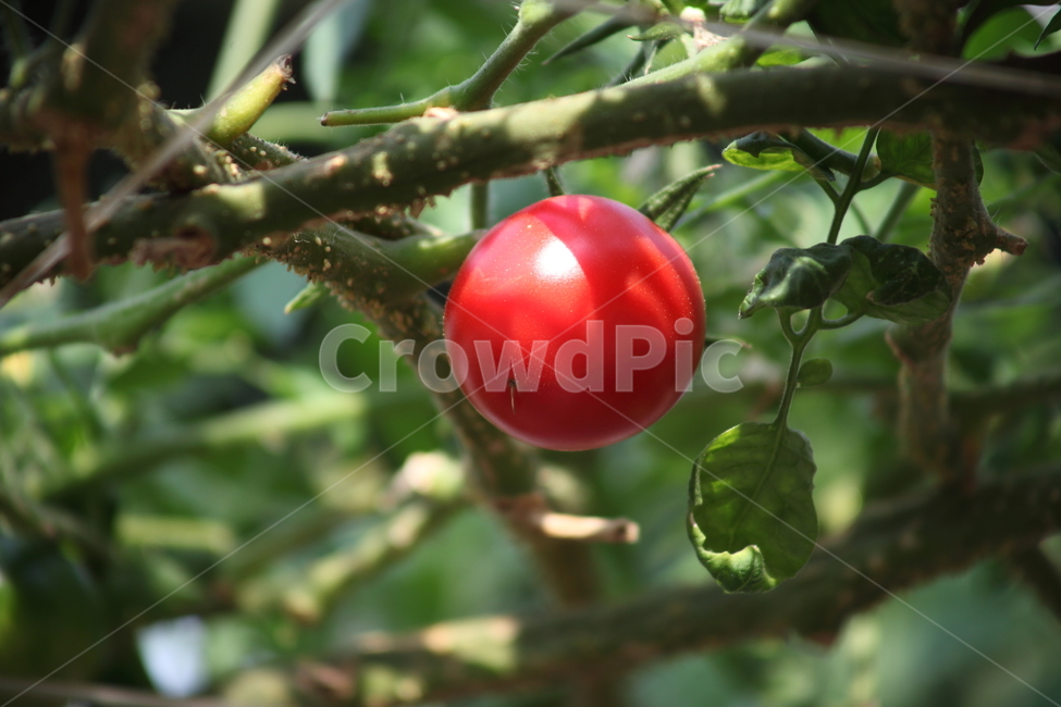 토마토,과일,열매,가지과,tomato,식물,자연,plants,nature,과일,열매,fruit