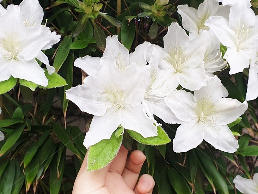 꽃,하얀색,봄,꽃잎,초록색,블라썸,손,암술,수술,녹색,아름다움,화원,나뭇잎,식물,식물,자연,plants,nature,꽃,flower