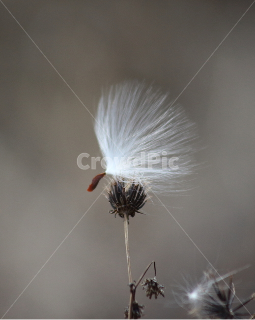 박주가리,씨앗,종자,식물,seed,식물,자연,plants,nature