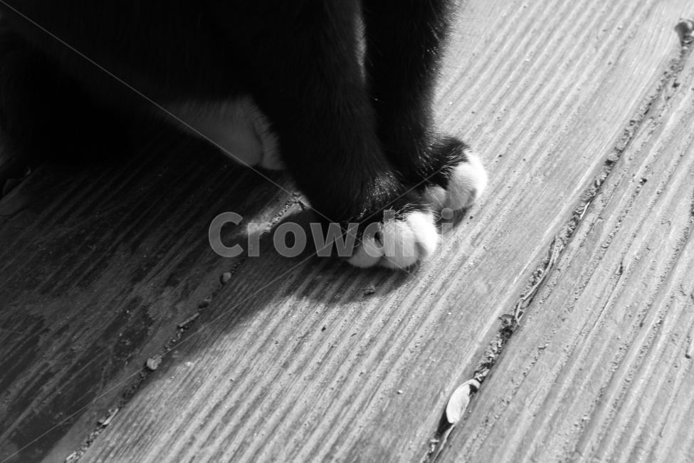 흑백,감성사진,고양이,동물,그림자,동물,animal,포유류,mammal,고양이,cat,kitten,kitty,흑백,모노톤,monochrome,black and white