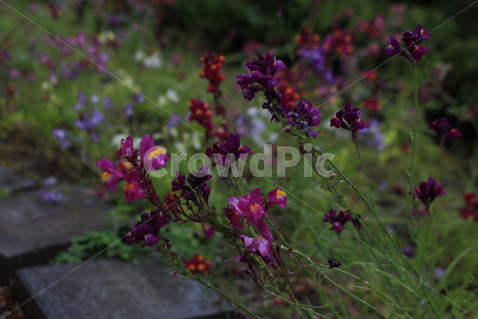 꽃,flower,blossom,빗방울,장마,여름,화분,식물,자연,plants,nature,꽃,flower