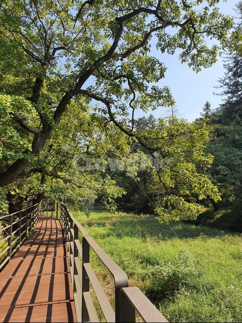 숲,산책로,boardwalk,오후의숲,자연