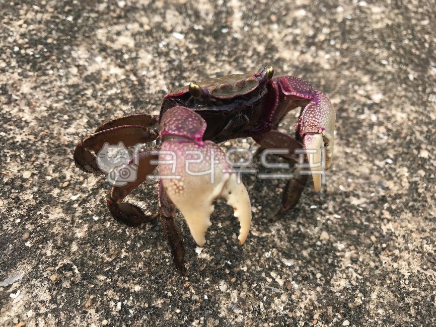 Tap,ecosystem,alive,skin,run,clean environment,Crab,runaway,seacrab,claw leg,marine ecosystem,sea ecosystem,nature,tongs,Sea crab,shellfish,environment,fast,sea crab,ground,crab,walking legs