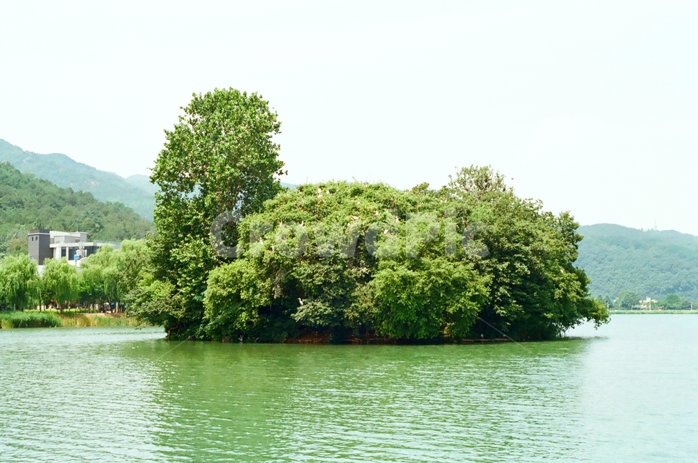 nature,자연,섬,수성못,녹음,호수,필름사진,노이즈,자연,풍경,nature,landscape,land,땅,outdoors,옥외,shoreline,해안선,water,물,ocean,대양,sea,바다,coast,연안